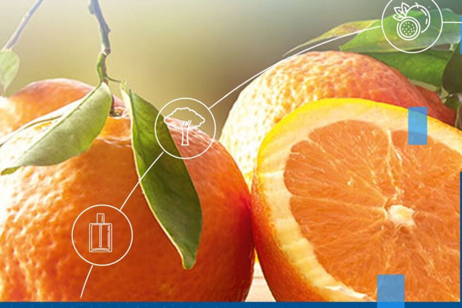 De la Calabre à l'Egypte, Simest investit 7,6 millions d'euros pour l'internationalisation d'Agrumaria Reggina