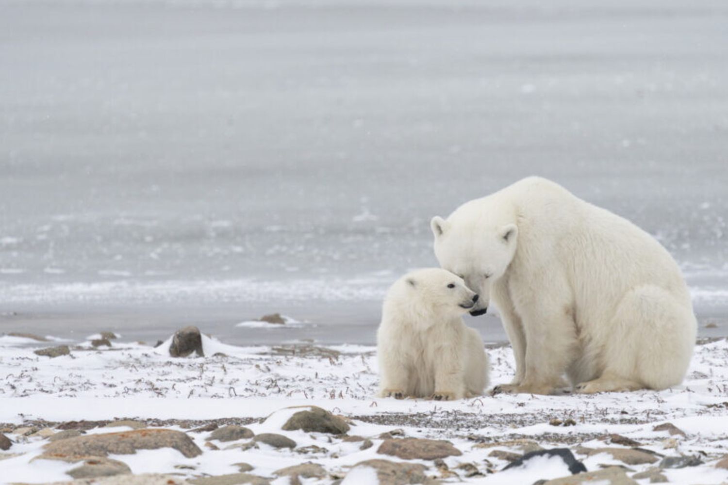 I cambiamenti climatici hanno dimezzato gli orsi polari nella baia di Hudson
