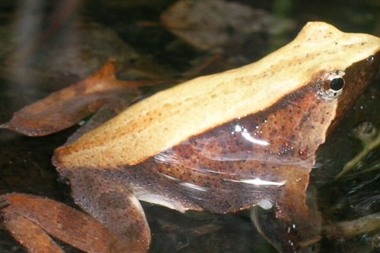 Rana di Darwin (Rhinoderma darwinii)