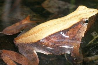 Rana di Darwin (Rhinoderma darwinii)