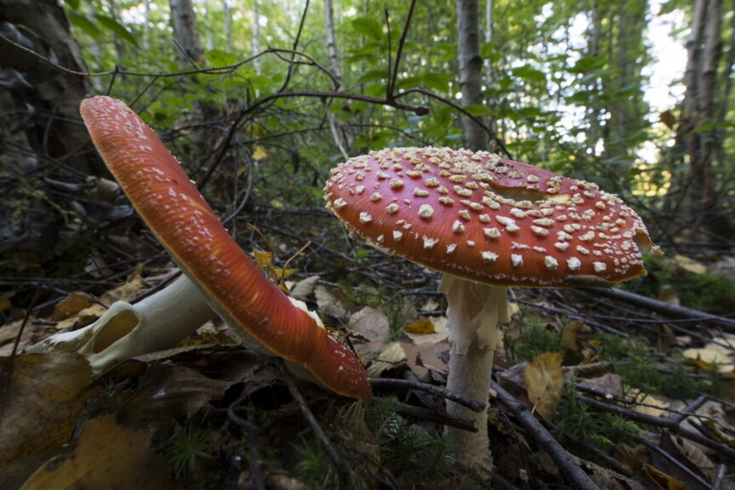 Cucinò funghi velenosi, donna a giudizio per la morte dell'amica