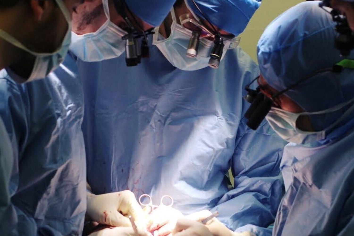 Al via un trial per valutare il trapianto di reni di maiale nell’uomo