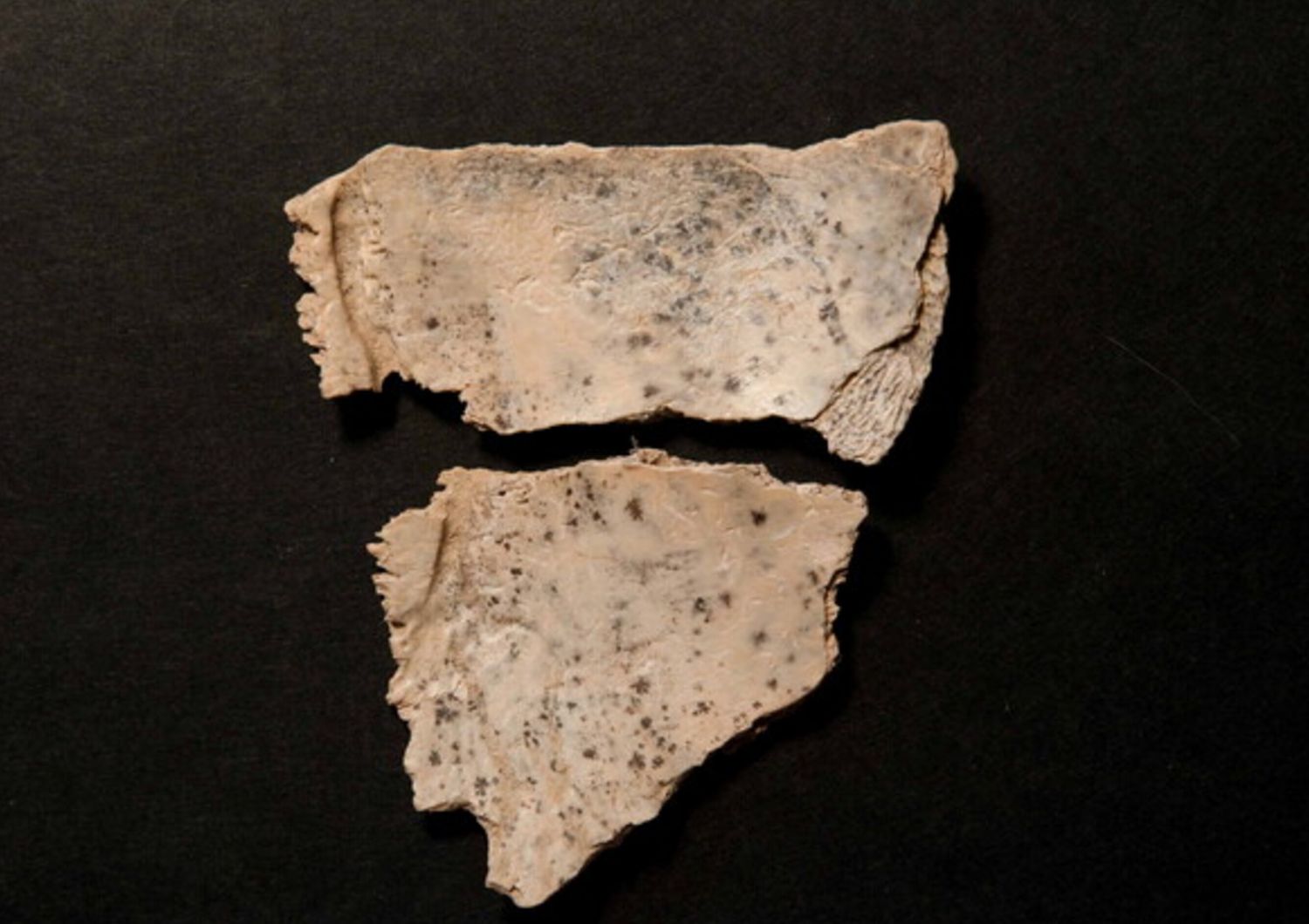 polonia segni cannibalismo preistorico