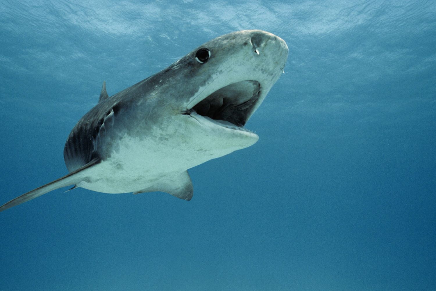 In calo gli attacchi degli squali contro l'uomo. Dove hanno colpito nel 2024 (c'è anche un Paese a sorpresa)