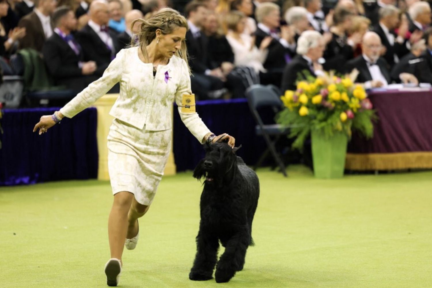 Il cane più bello e bravo del mondo è lo schnauzer Monty