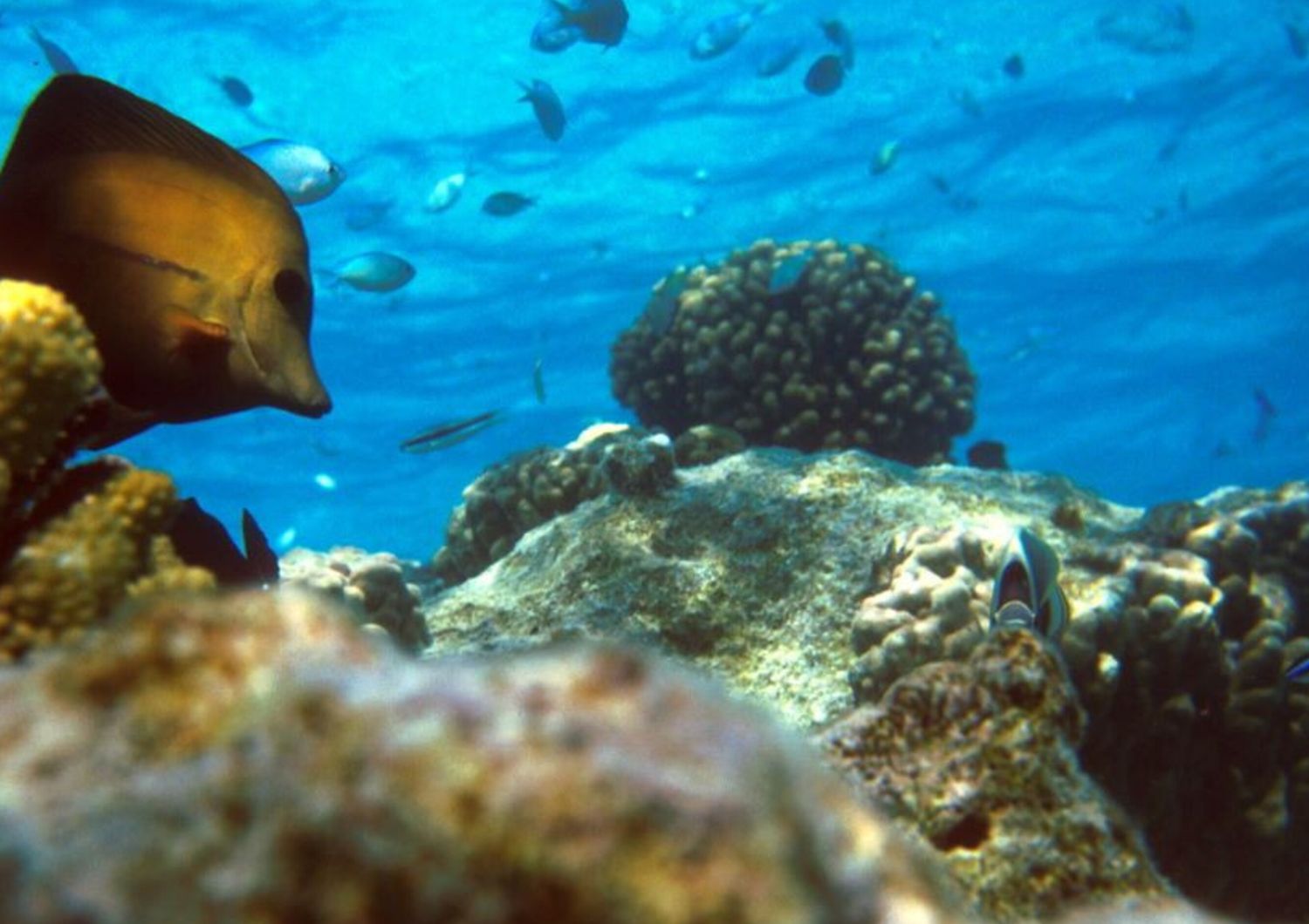 Barriera corallina