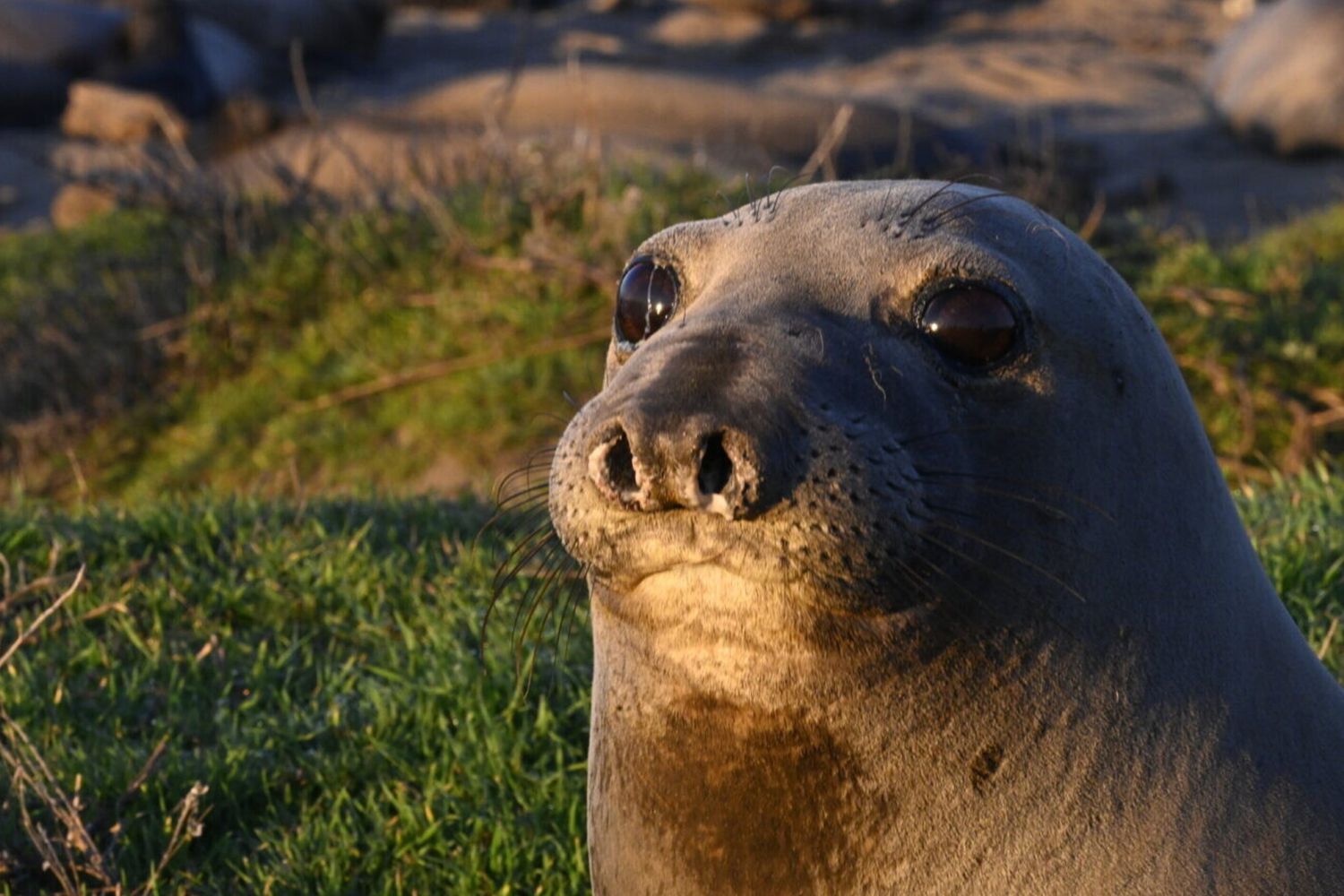 Foche ed elefanti marini “spie” dei pesci del Pacifico