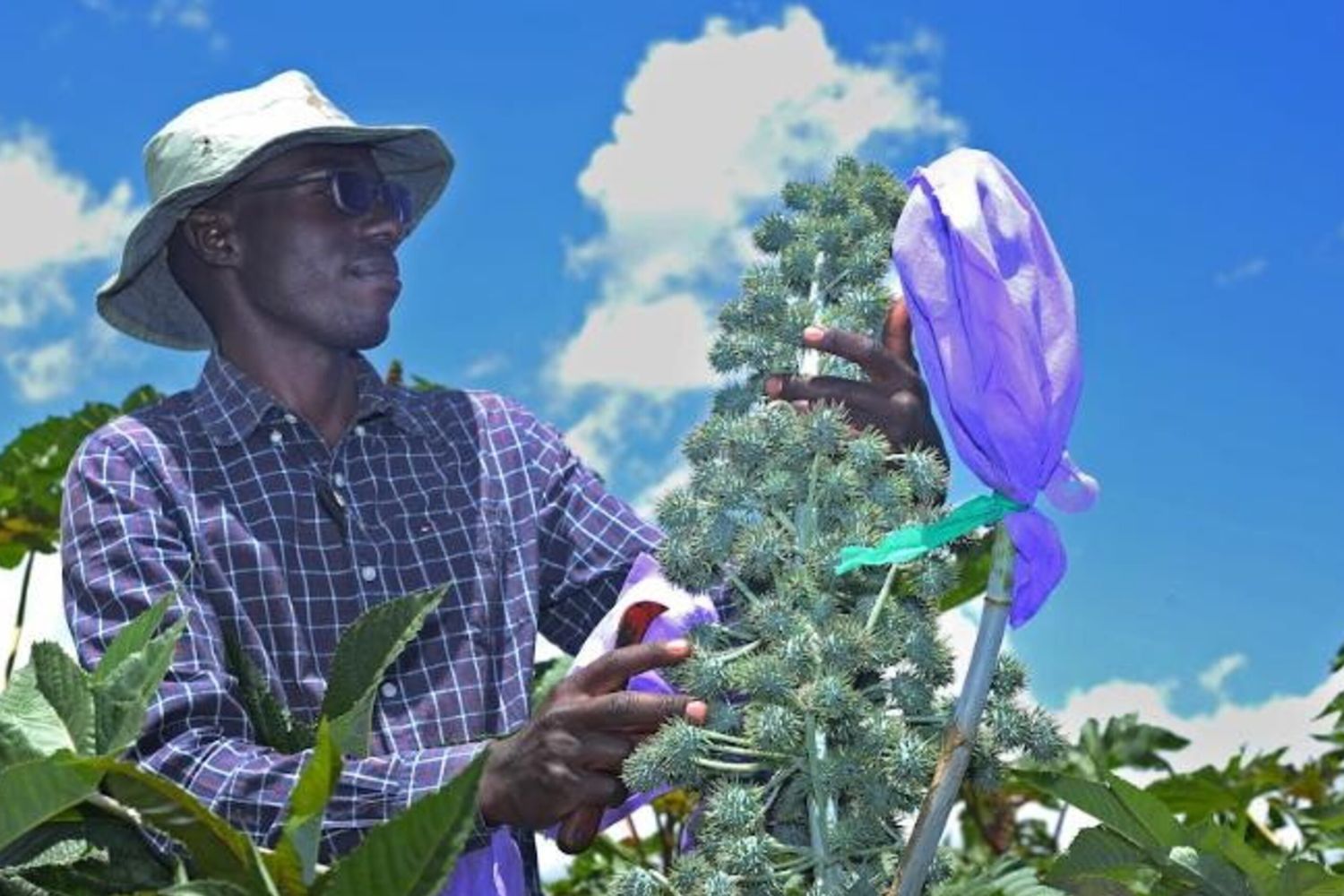 Biocarburanti Eni: l'Iscc certifica la sostenibilità delle attività agricole a Janari Farms in Kenya