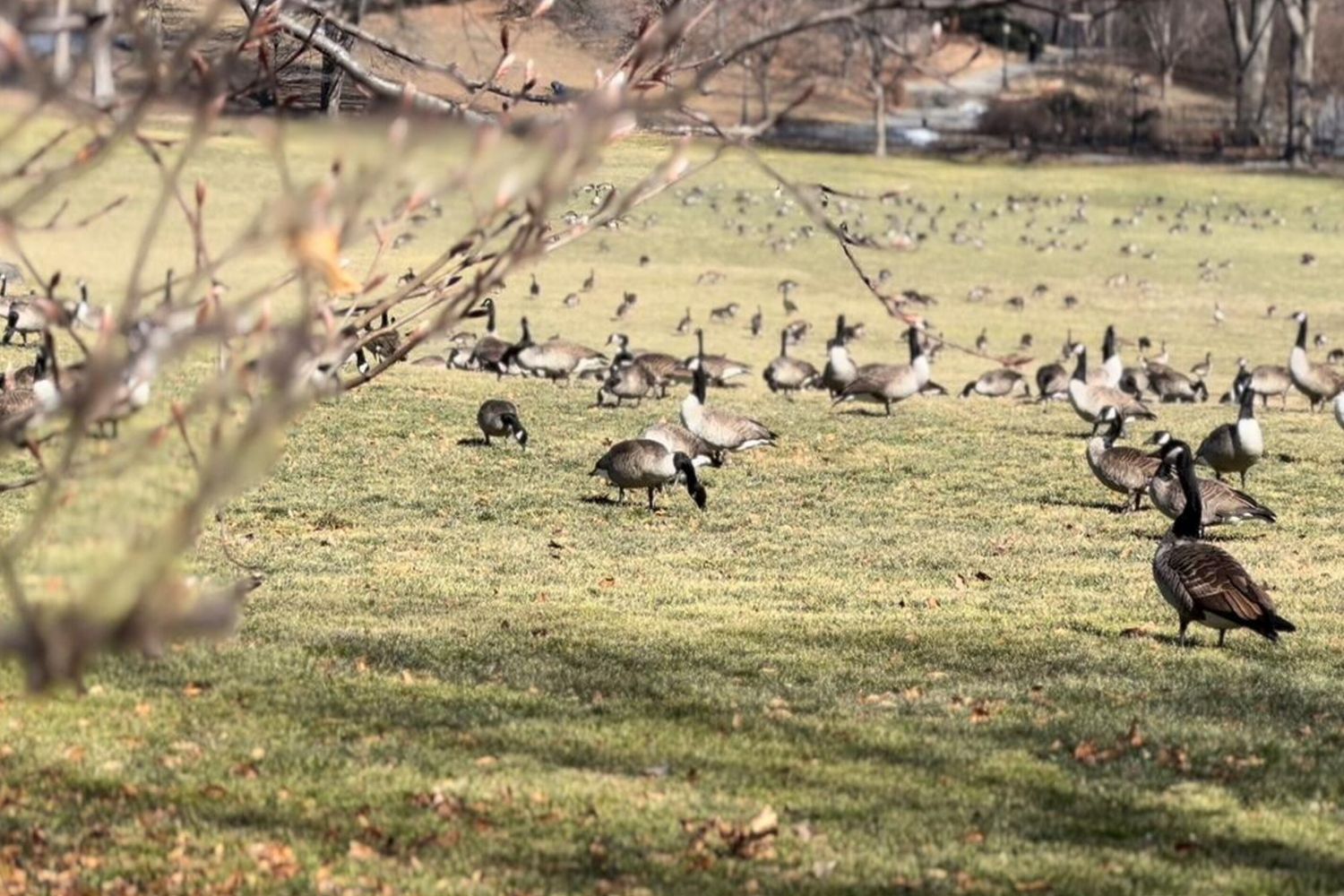 Le anatre canadesi al Central Park
