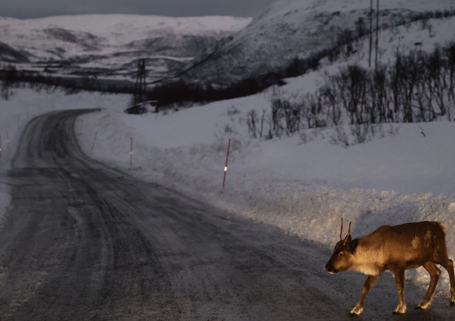 La tundra si espande ad una velocità senza precedenti