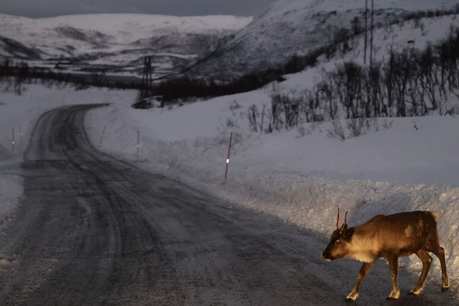 La tundra si espande ad una velocità senza precedenti
