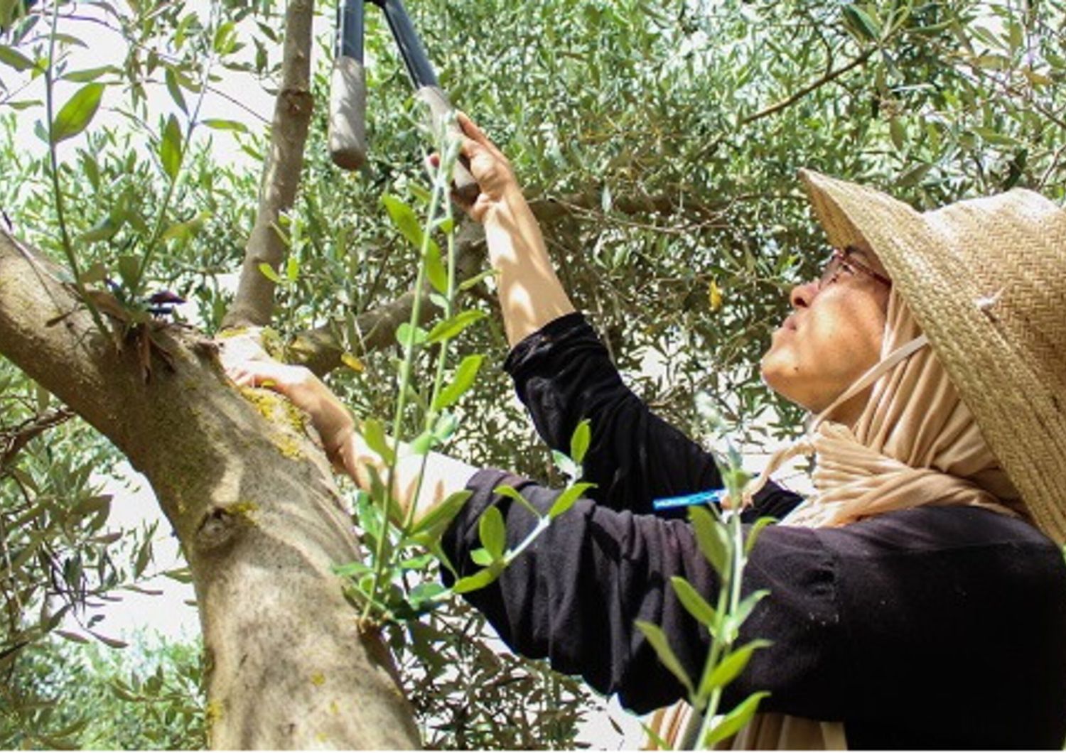 Un futuro agricolo e ittico sostenibile per la Tunisia con Adapt