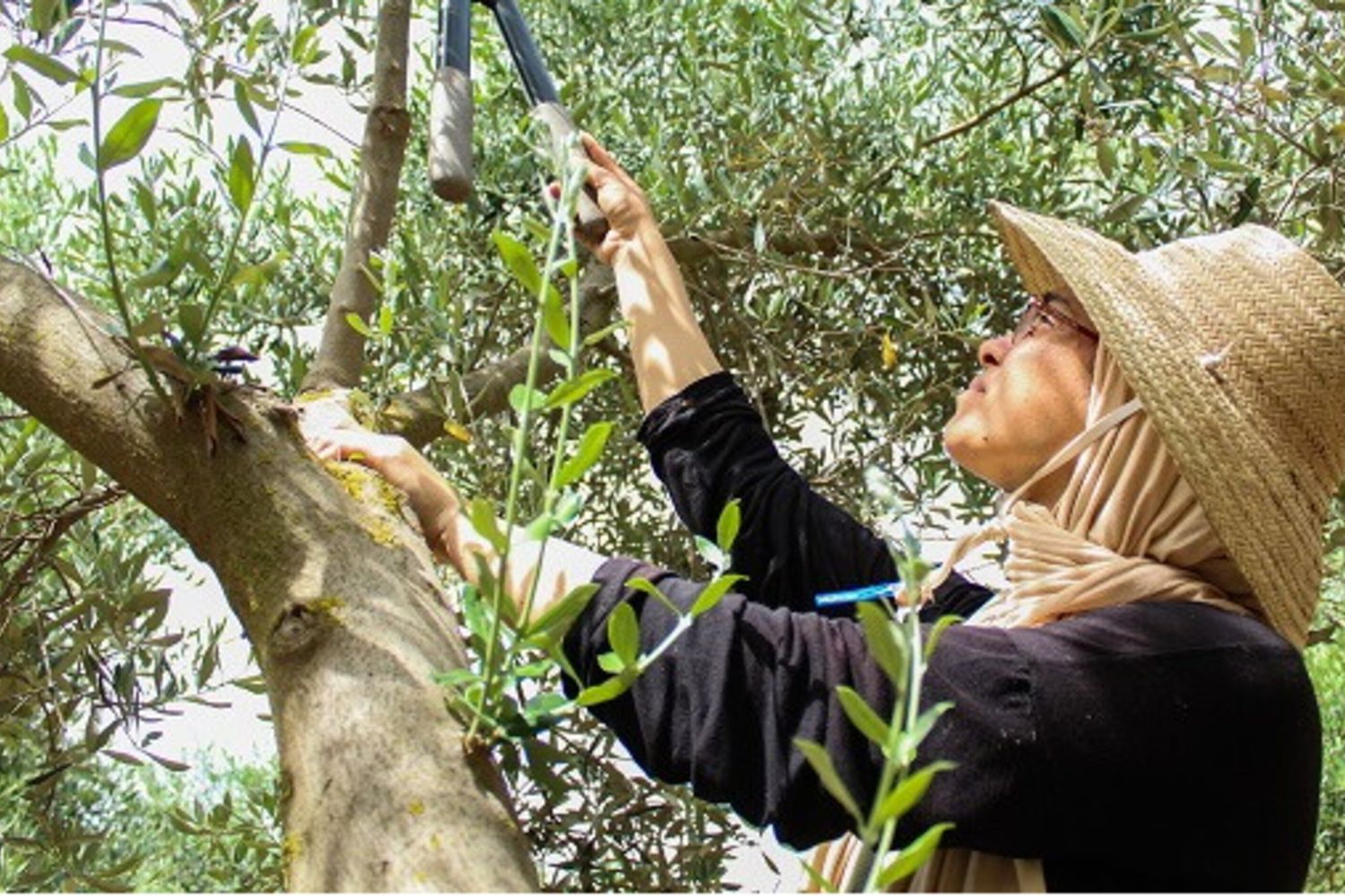 Un futuro agricolo e ittico sostenibile per la Tunisia con Adapt