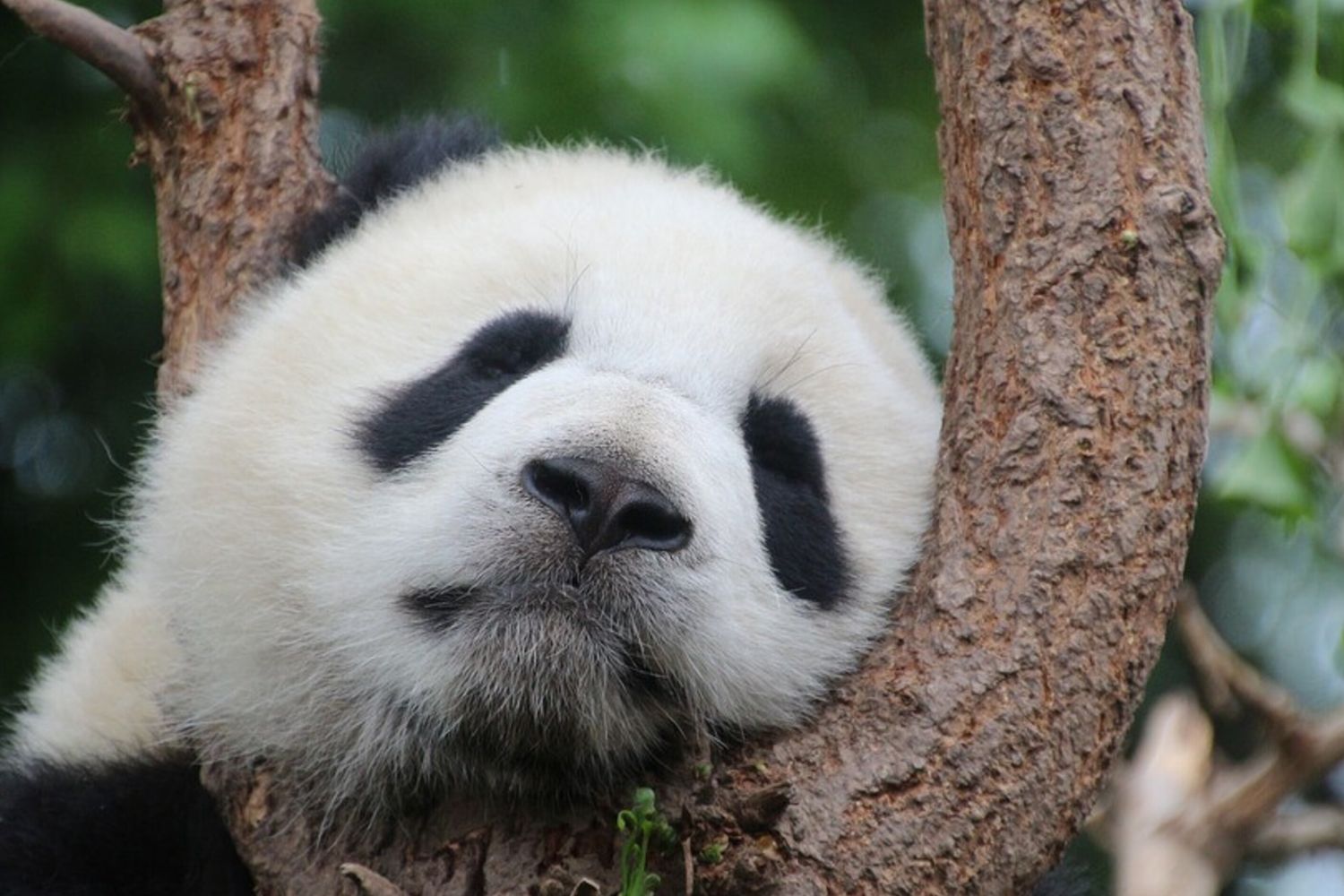 I panda giganti non mangiano più la carne. Di è chi la colpa?