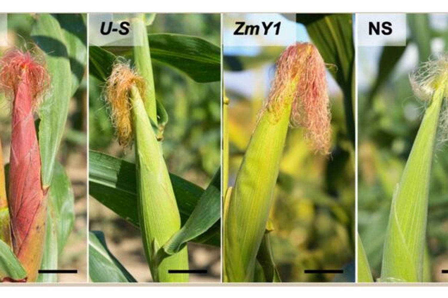 Negli Usa è guerra al lombrico del mais