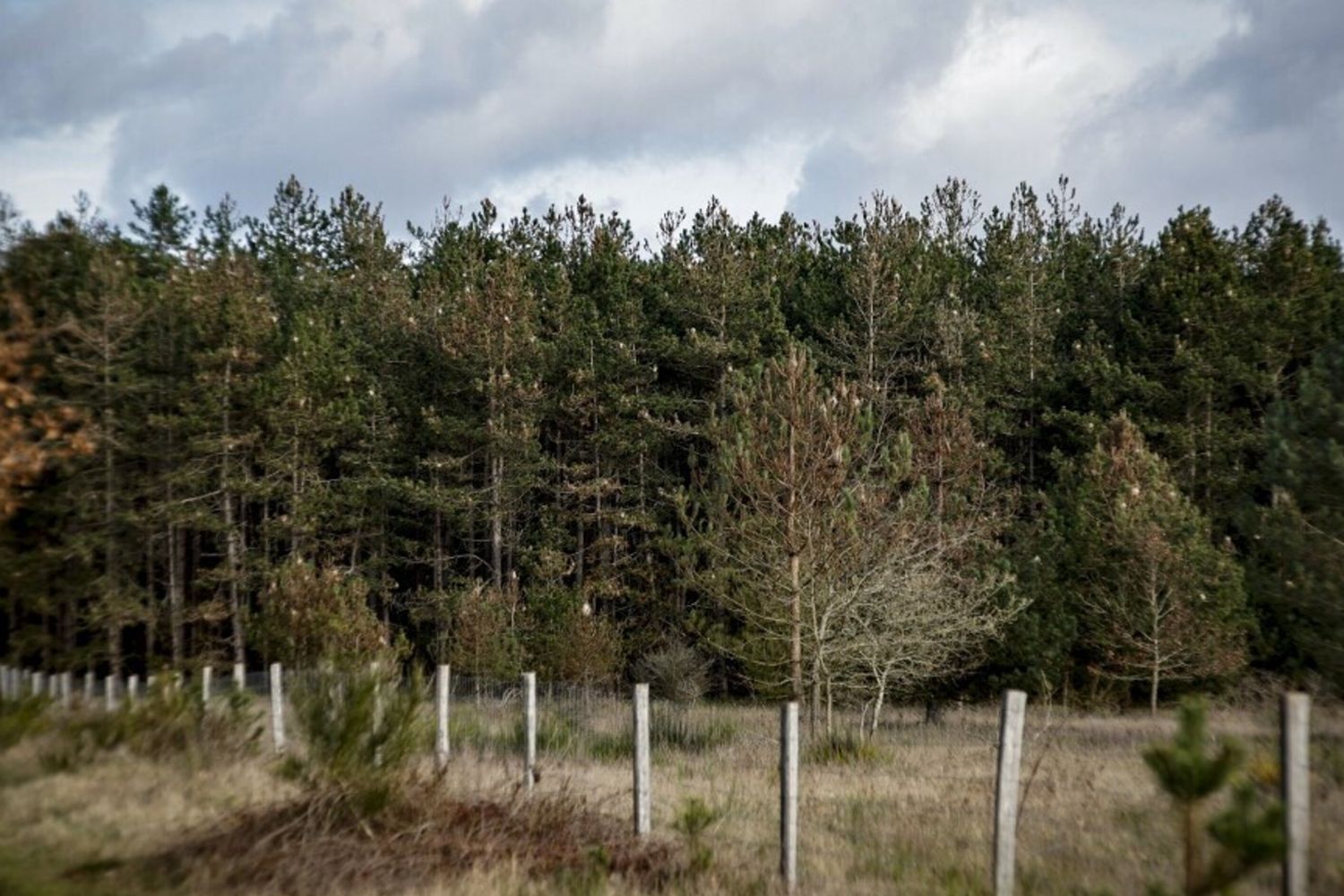 I pini di Moisson (circa 70 km a ovest di Parigi) dove nidifica il bruco di processionaria
