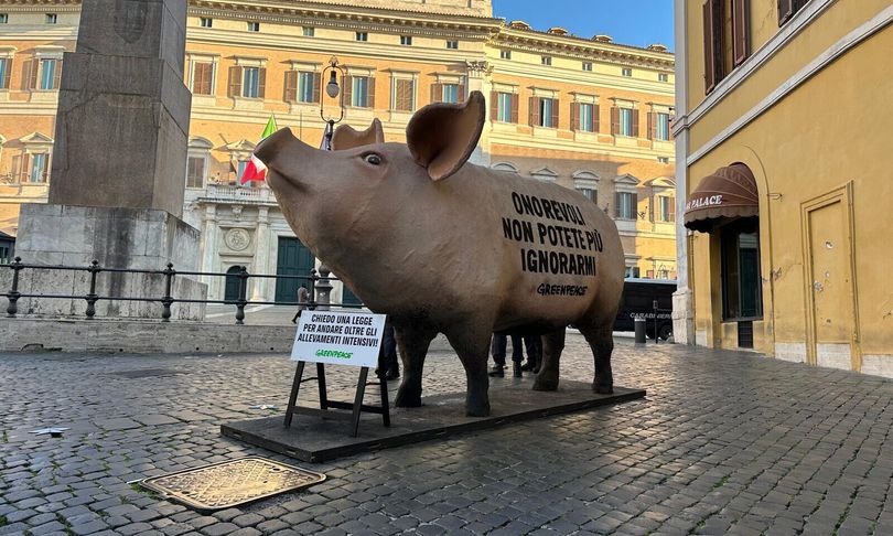 Un enorme maiale è comparso davanti alla Camera
