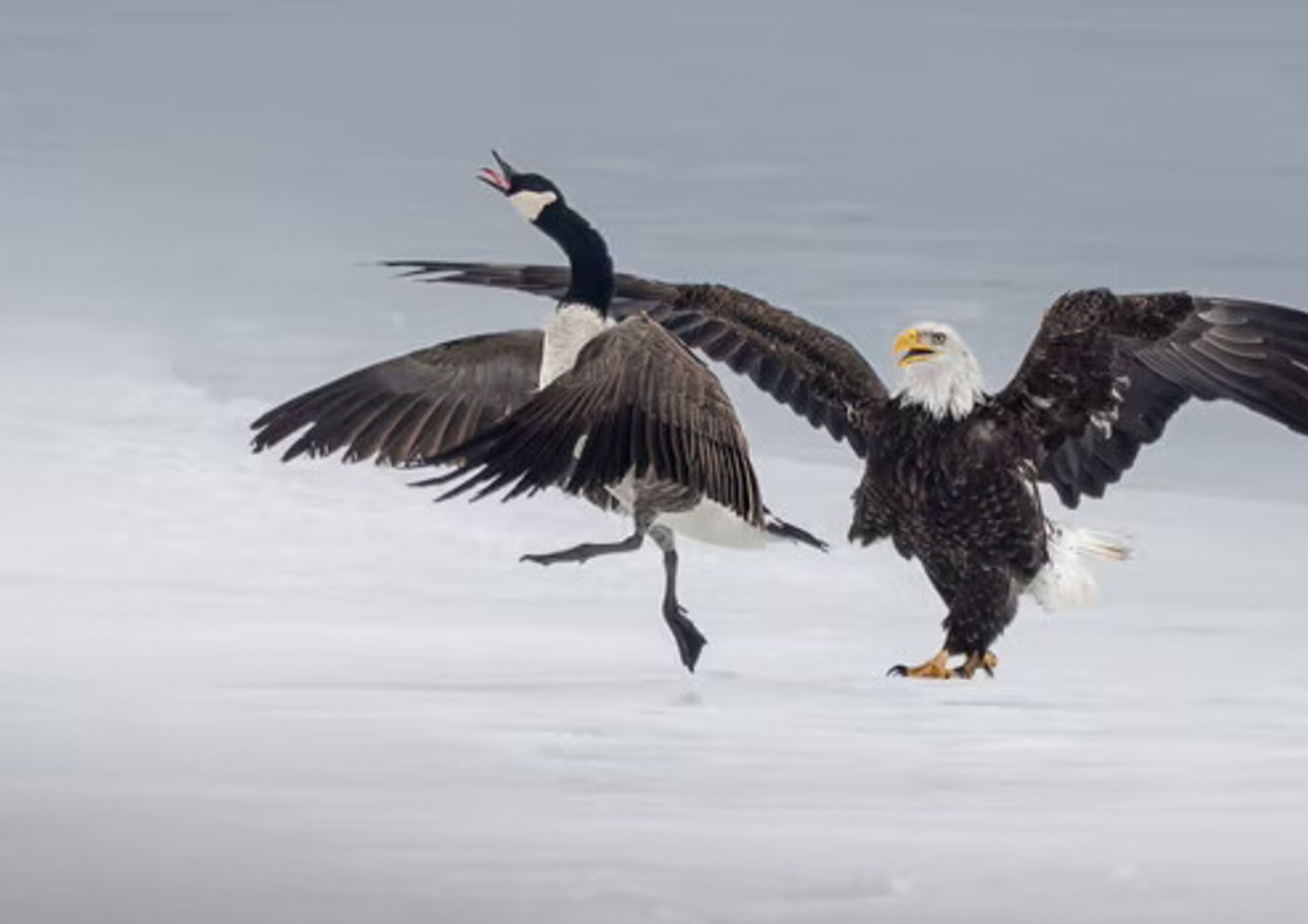 L'oca canadese contro l'aquila calva americana. Quando una foto racconta le tensioni tra due Paesi