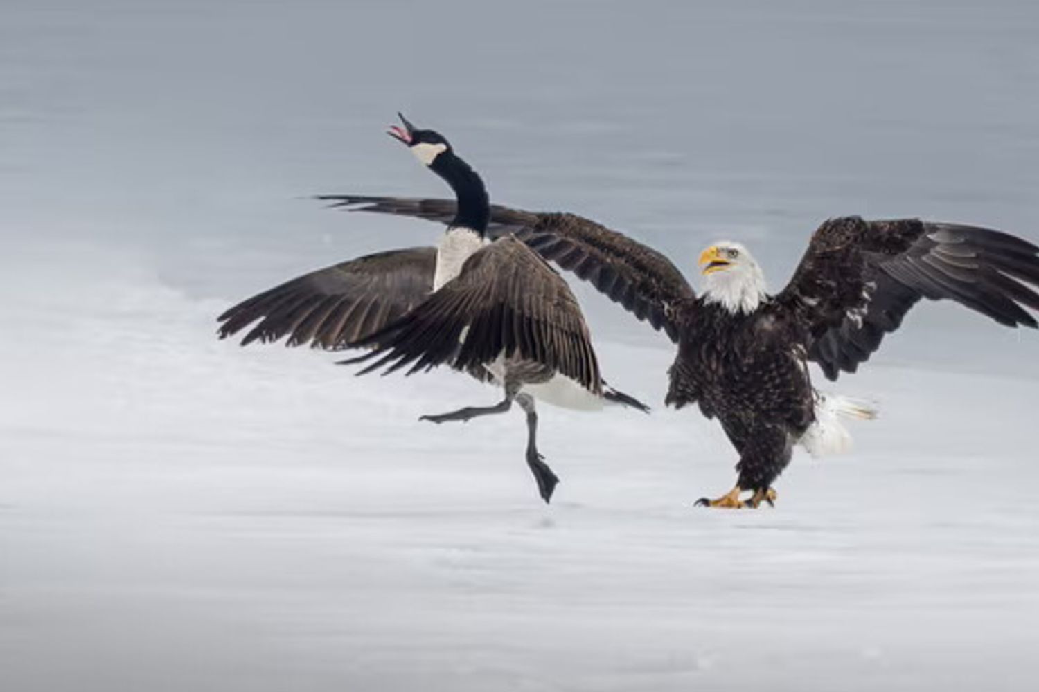 L'oca canadese contro l'aquila calva americana. Quando una foto racconta le tensioni tra due Paesi