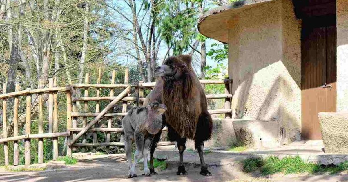 Fiocco azzurro al Bioparco di Roma, è nato un cammellino