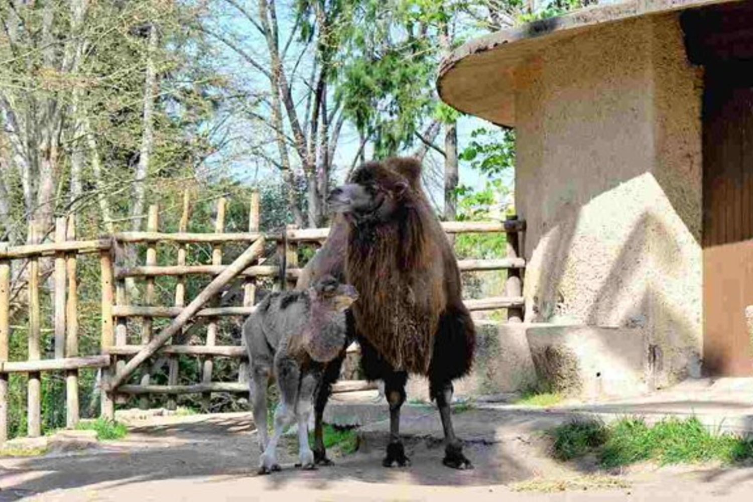 Fiocco azzurro al Bioparco di Roma, è nato un cammellino