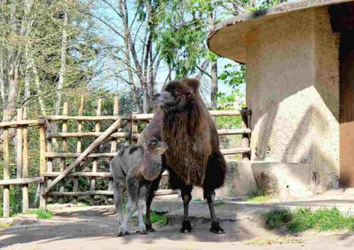 Fiocco azzurro al Bioparco di Roma, è nato un cammellino