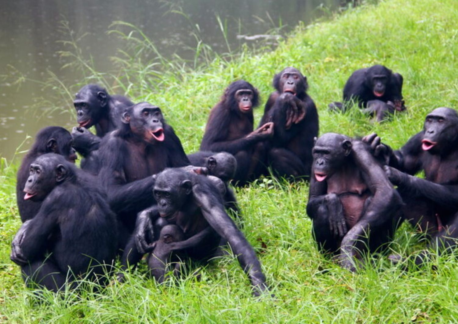 sesso scopi sociali bonobo scimpanze
