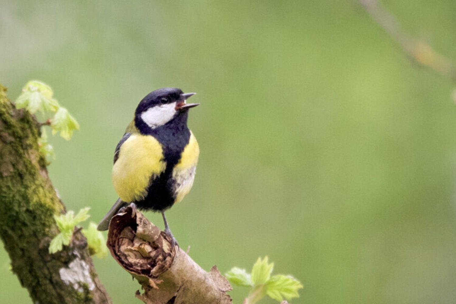 Il canto degli uccelli cambia con l'età
