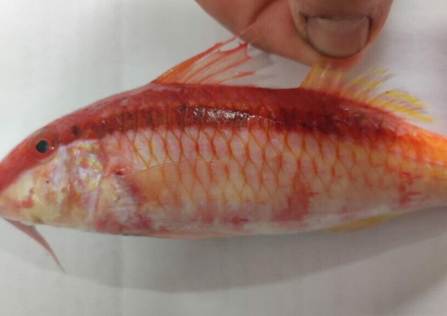 pescata lampedusa triglia mar rosso