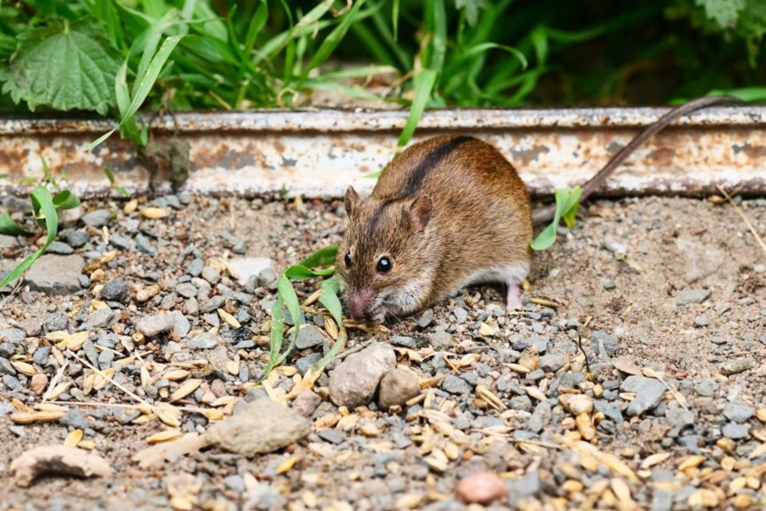 moglie di Gene Hackman