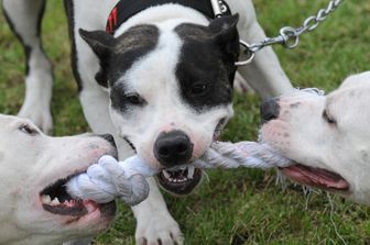 Addestramento Pitbull