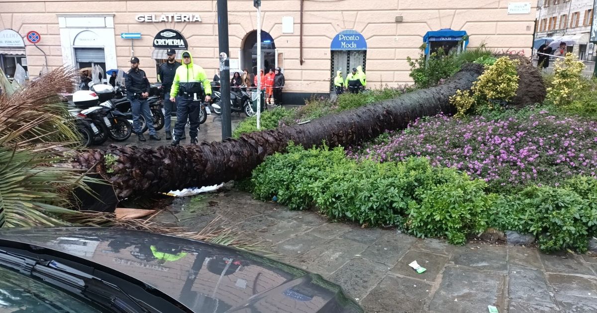 Genova, donna muore schiacciata da una palma