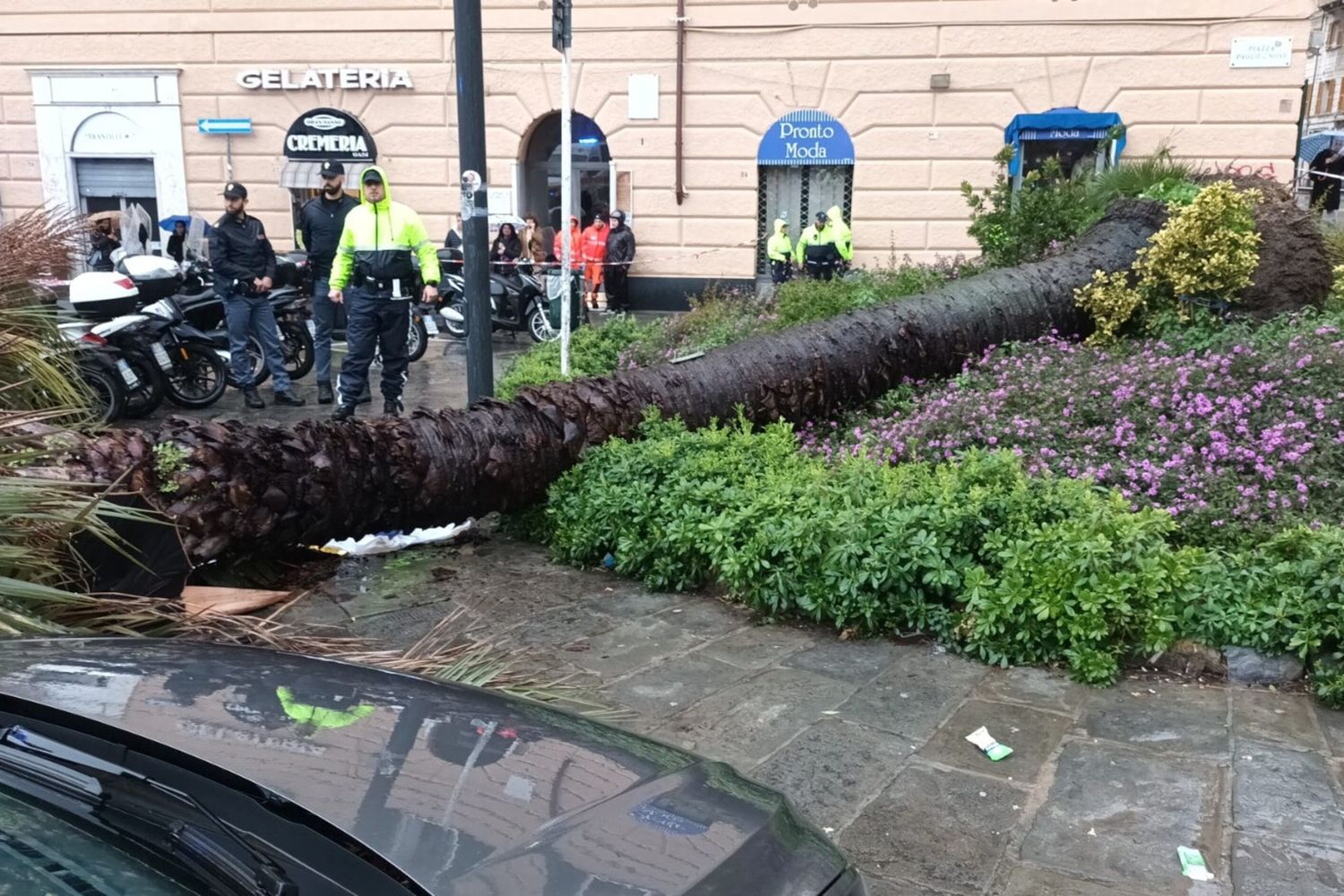 La presidentessa del Municipio Medio Levante, "non ho parole, l'albero era monitorato"