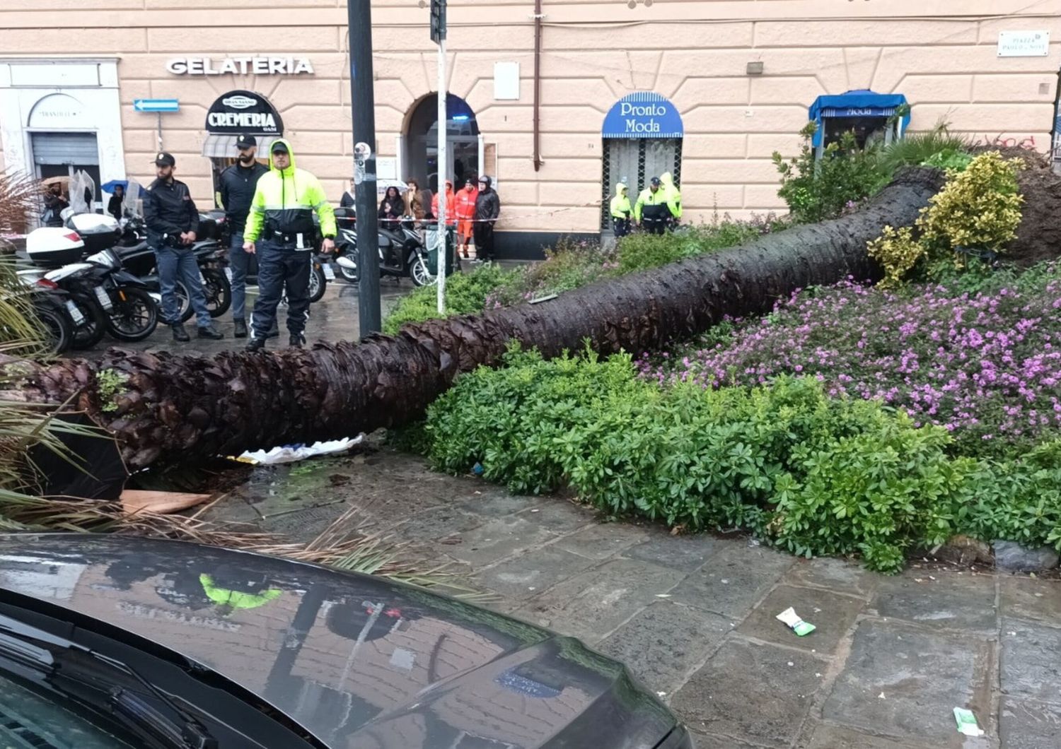 La presidentessa del Municipio Medio Levante, "non ho parole, l'albero era monitorato"