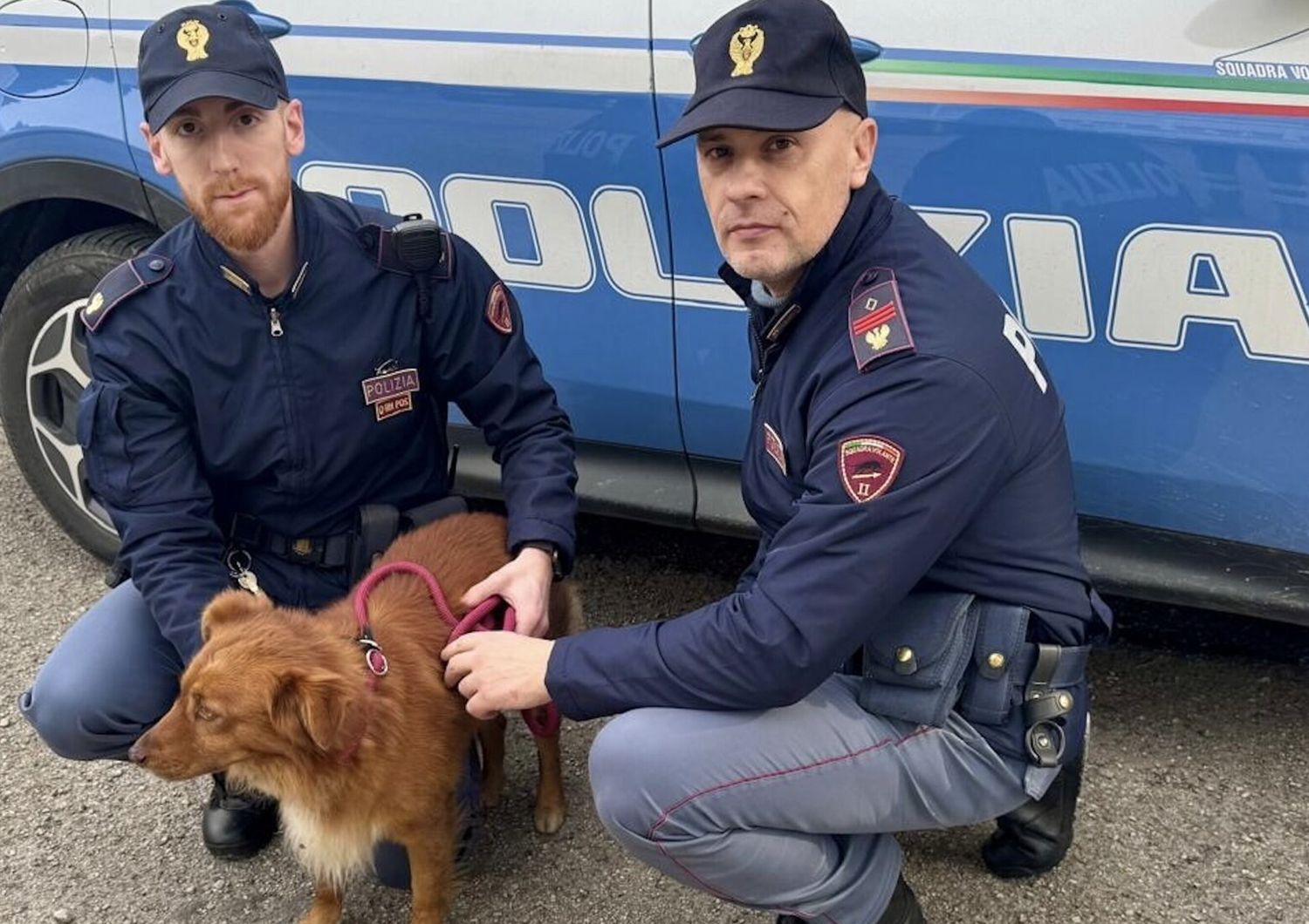 cane salvato vagava confuso benevento