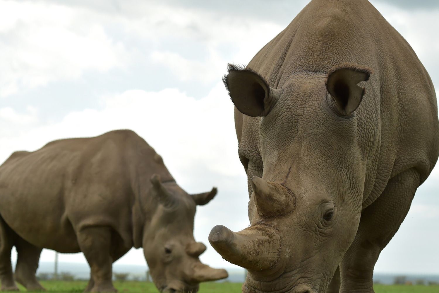 Rinoceronte bianco settentrionale