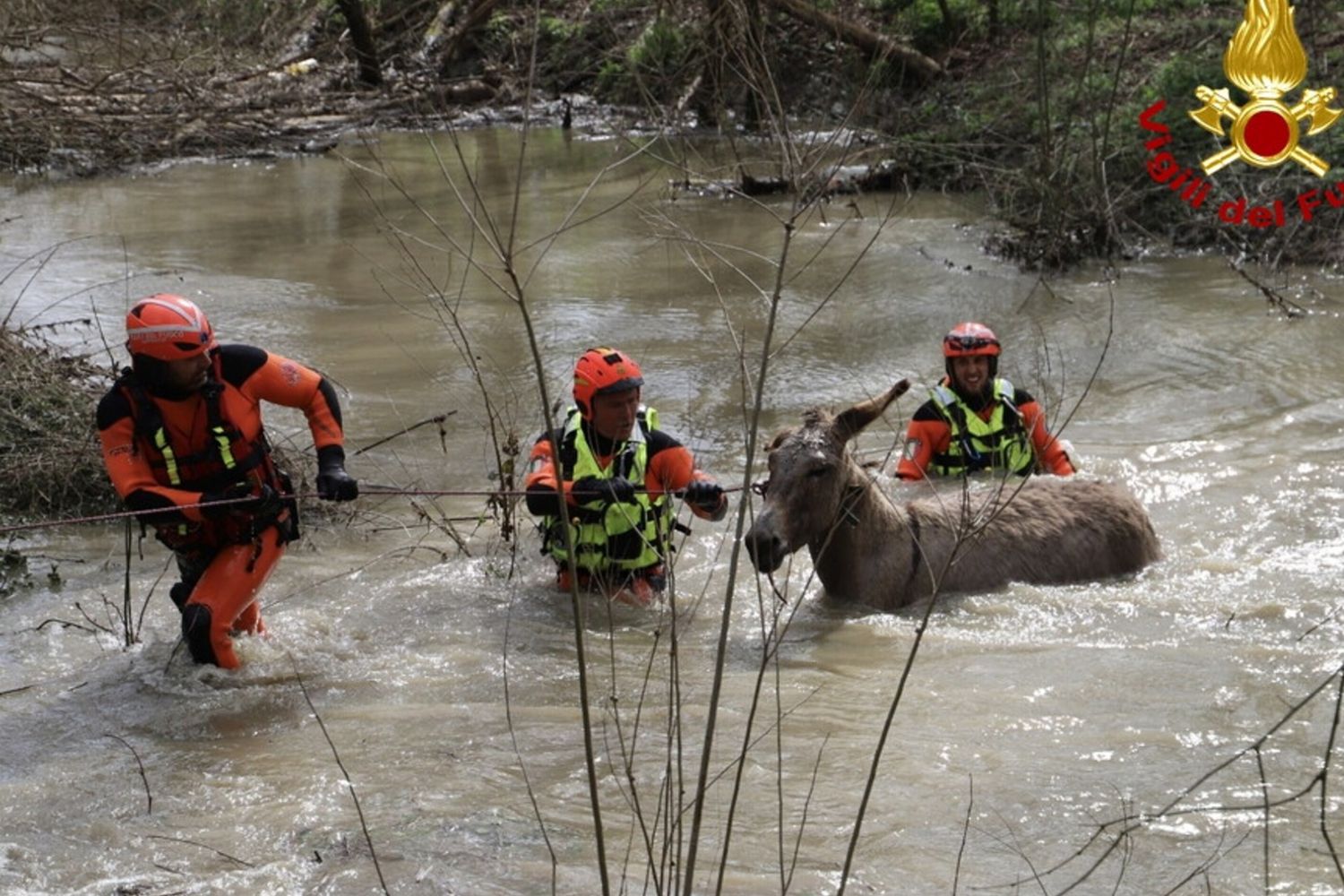 Maltempo, salvati 80 asini bloccati nell'Arno
