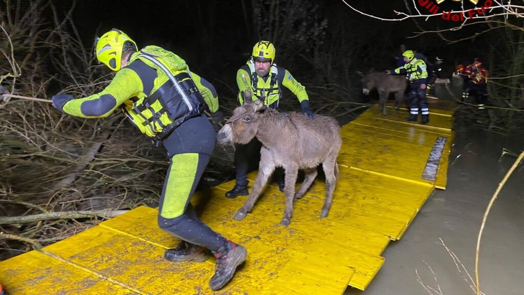 Maltempo, salvati 80 asini bloccati nell'Arno