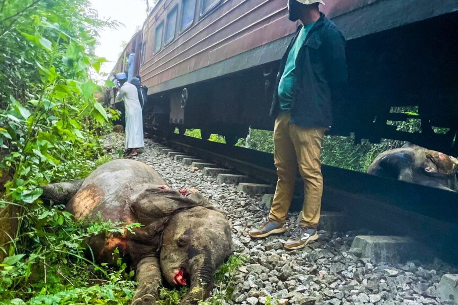 Sri Lanka: troppi incidenti, orari dei treni decisi in base agli elefanti