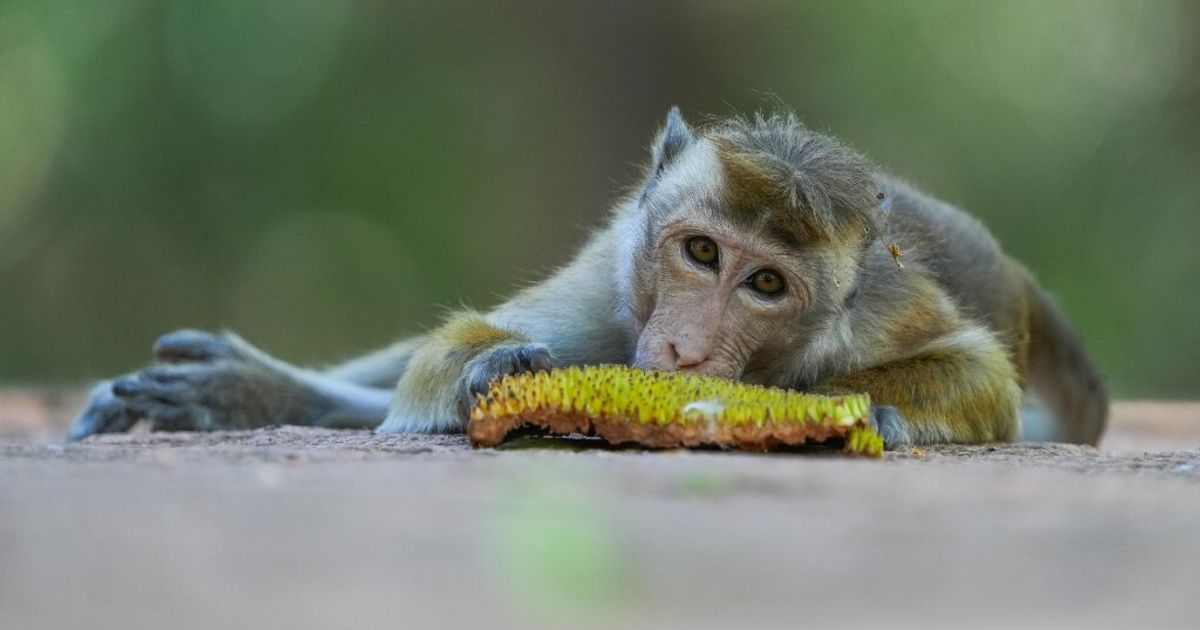 Un farmaco antivirale potrebbe prevenire la morte per Ebola nei macachi