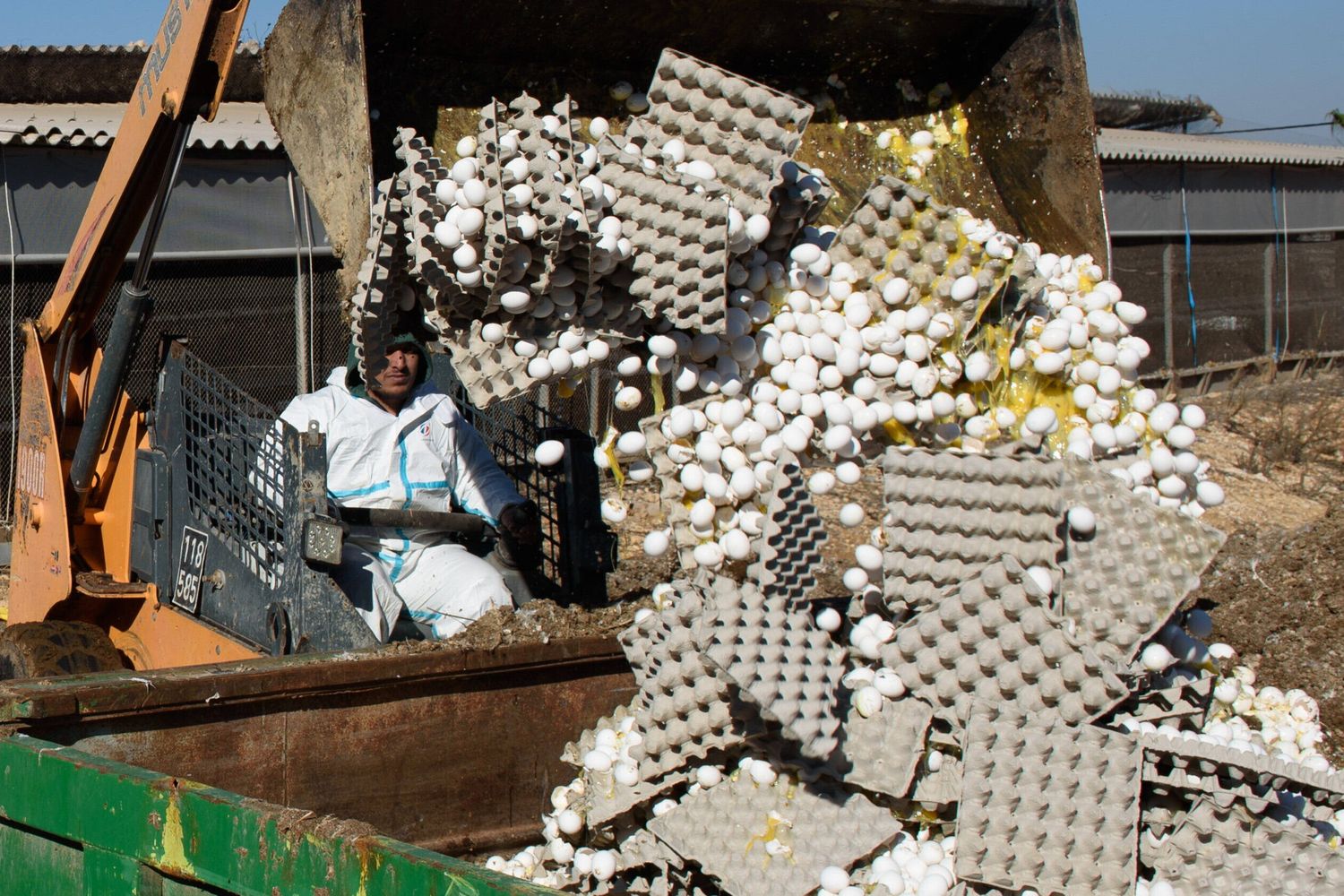 Focolaio di influenza aviaria