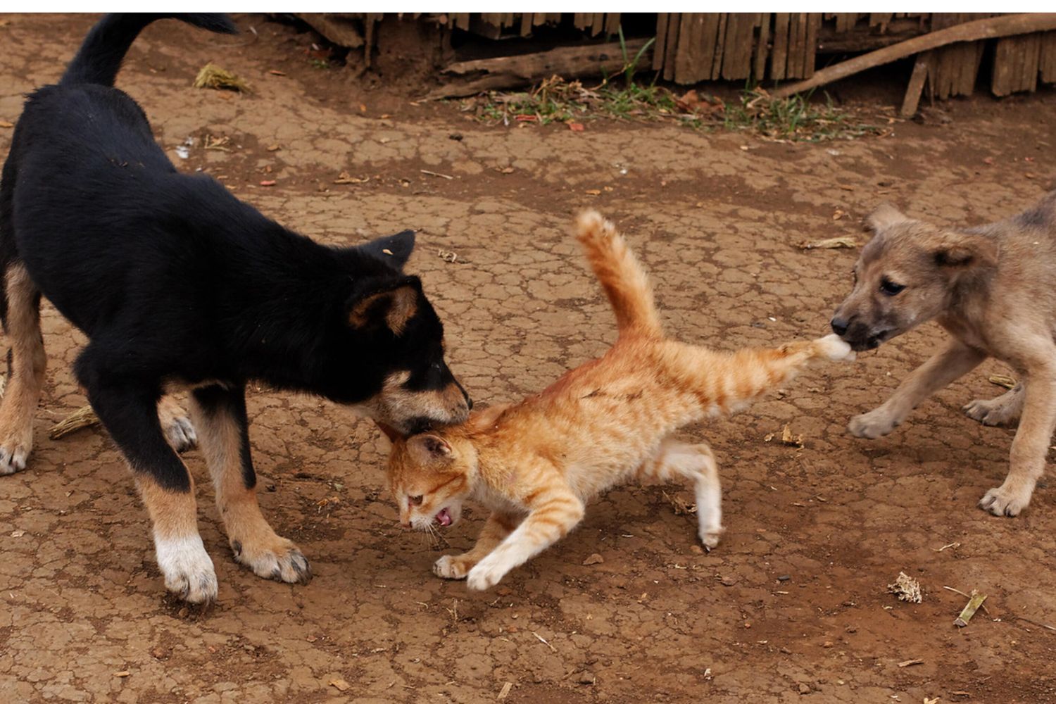 Cane e gatti ammessi nelle Rsa e nelle strutture sanitarie, in Toscana adesso si può