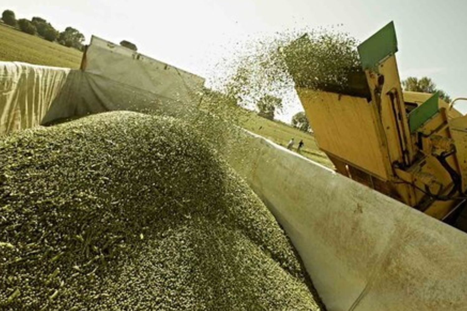 Al via la raccolta dei piselli&nbsp;