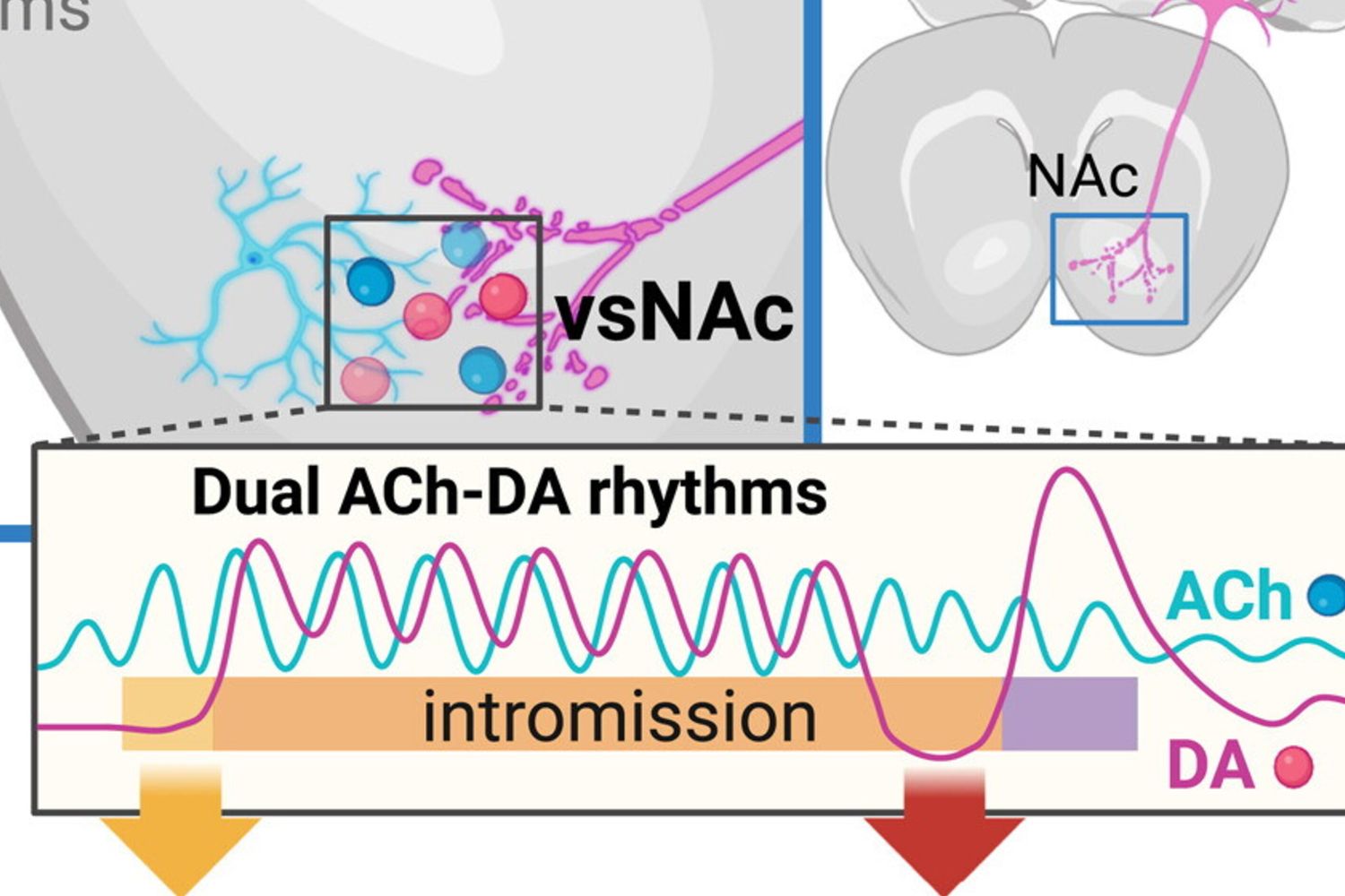 Cosa succede nel cervello topo maschio durante sesso