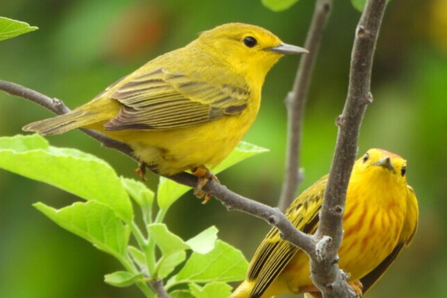 Inquinamento acustico Galapagos