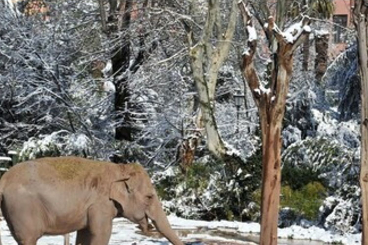Foto animali del Bioparco di Roma e la neve