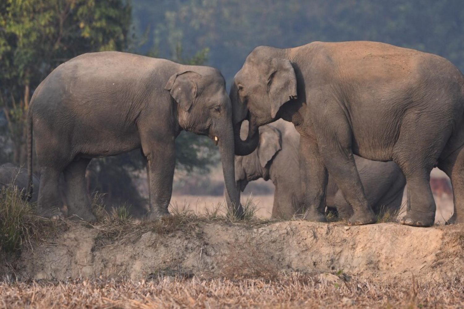 Studi sugli elefanti