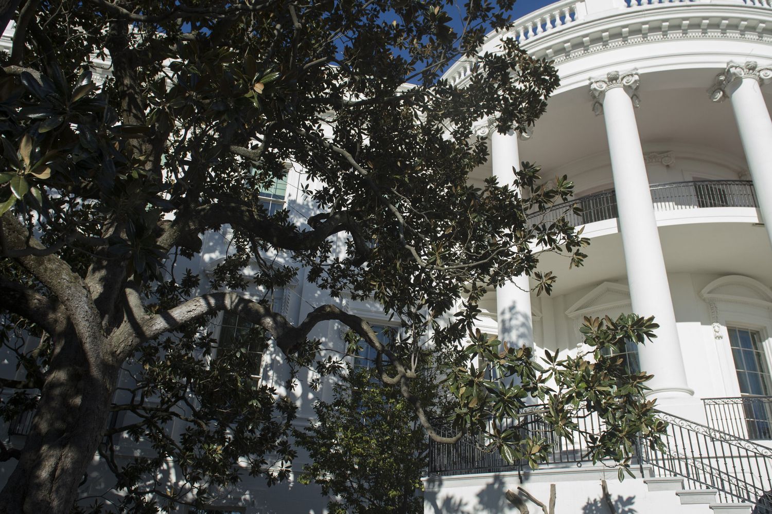 Magnolia di Jackson, Casa Bianca