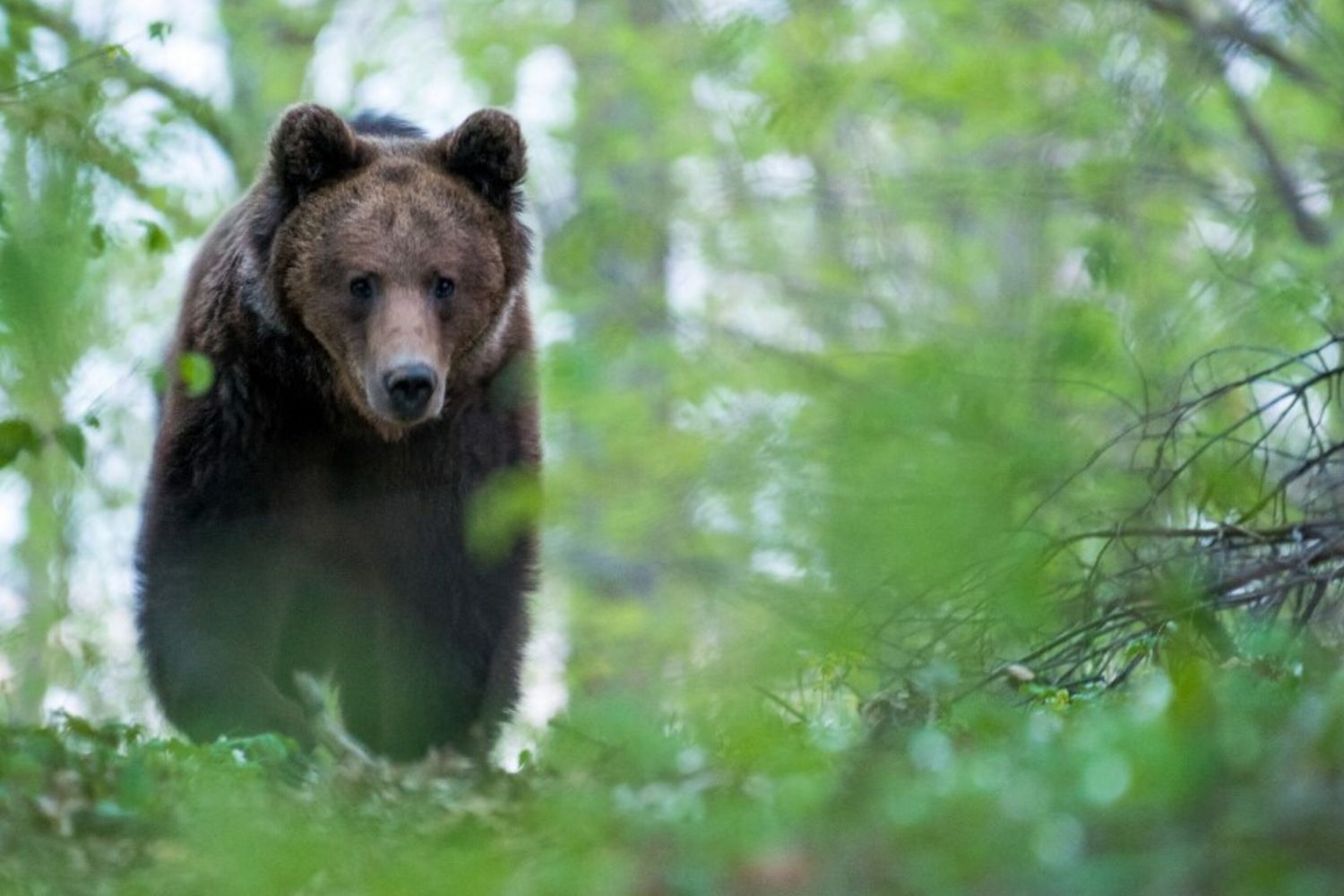 Orsi, la Slovacchia vuole abbatterne 350