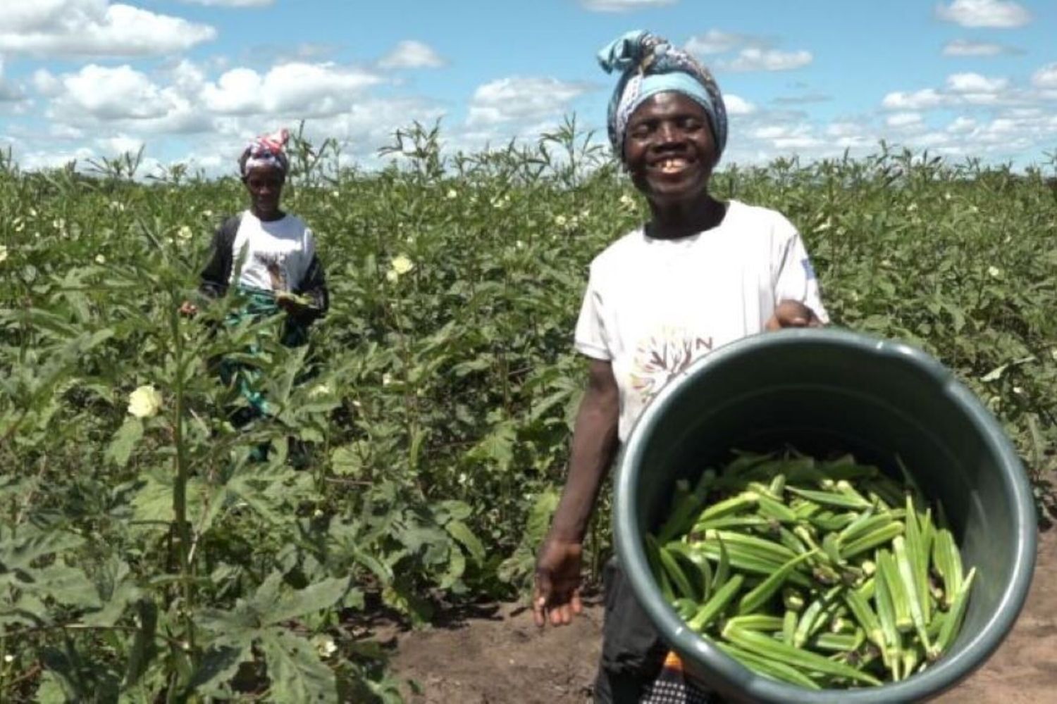 Mozambico: risultati incoraggianti del programma europeo di sviluppo agricolo a Macossa